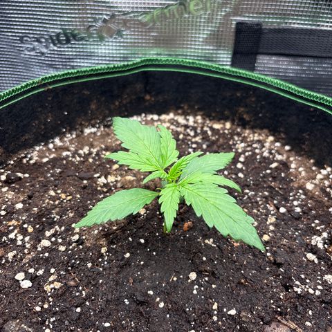 Jack 47 Auto 2 growlog timeline photo