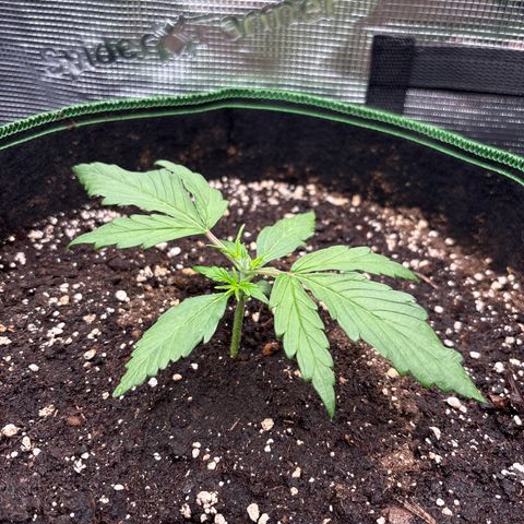 Jack 47 Auto 2 growlog timeline photo