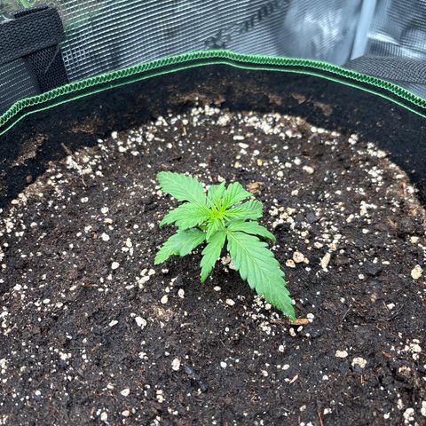 Mix 4 growlog timeline photo