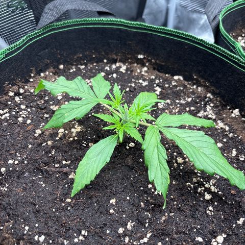 Jack 47 Auto 1 growlog timeline photo