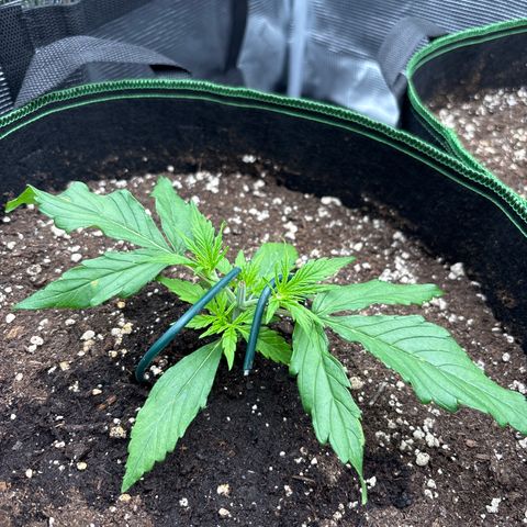 Jack 47 Auto 1 growlog timeline photo