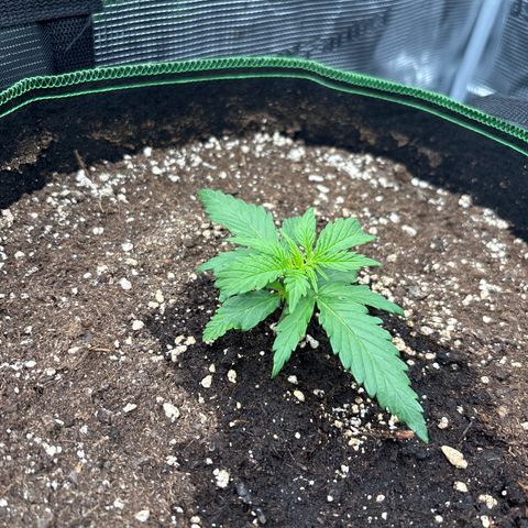 Mix 4 growlog timeline photo