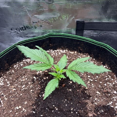 Jack 47 Auto 2 growlog timeline photo