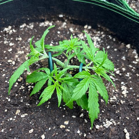 Jack 47 Auto 1 growlog timeline photo