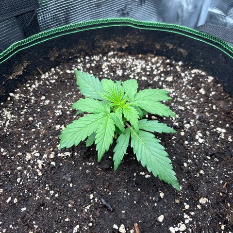 Mix 4 growlog timeline photo