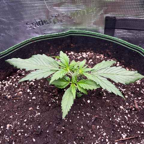 Jack 47 Auto 2 growlog timeline photo