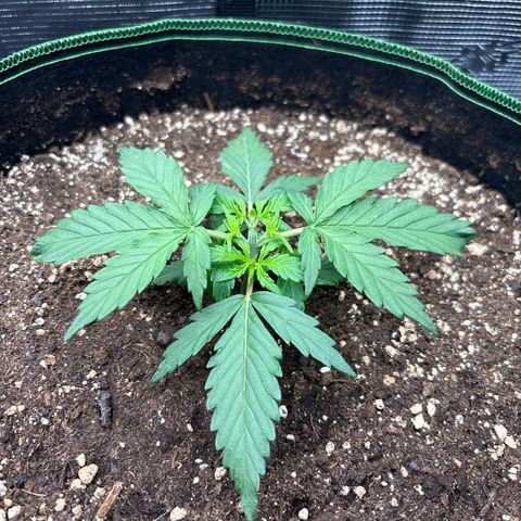 Mix 4 growlog timeline photo