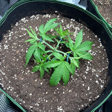 Jack 47 Auto 1 growlog timeline photo