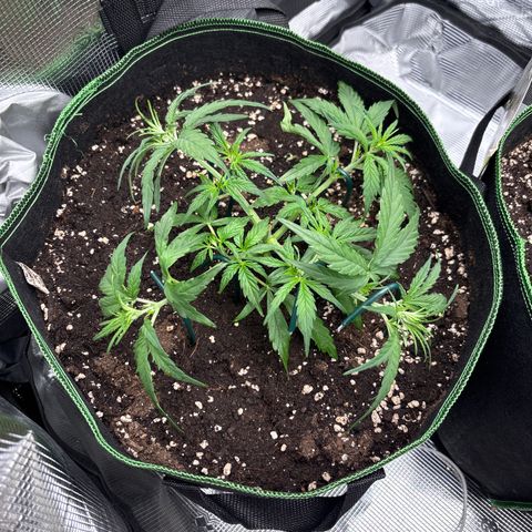 Jack 47 Auto 1 growlog timeline photo