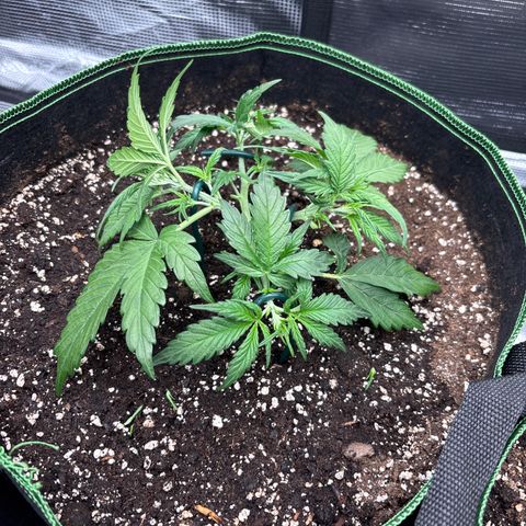 Jack 47 Auto 2 growlog timeline photo