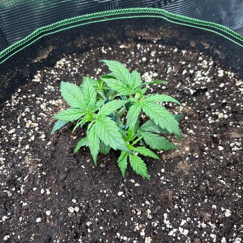 Mix 4 growlog timeline photo