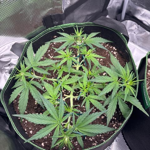 Jack 47 Auto 1 growlog timeline photo