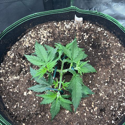 Mix 4 growlog timeline photo