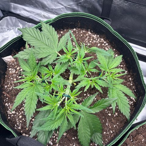 Jack 47 Auto 2 growlog timeline photo