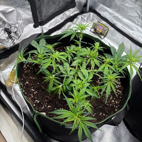 Jack 47 Auto 1 growlog timeline photo