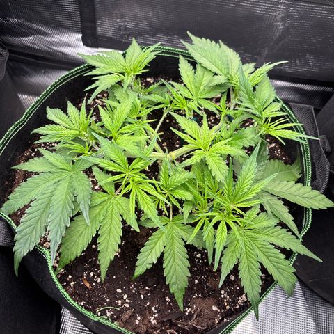 Jack 47 Auto 2 growlog timeline photo