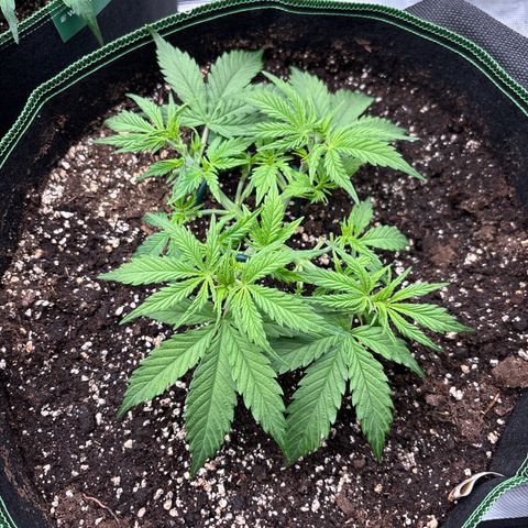 Mix 4 growlog timeline photo