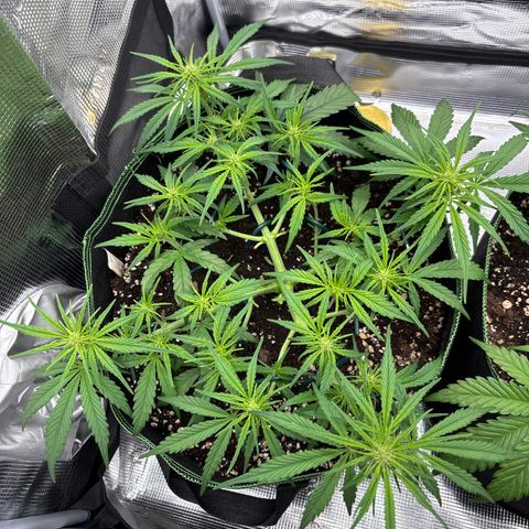 Jack 47 Auto 1 growlog timeline photo