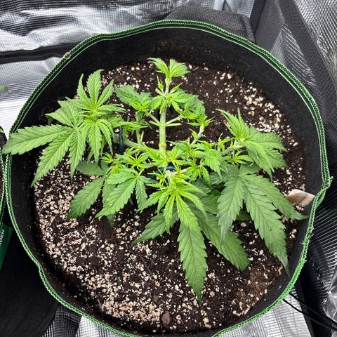 Mix 4 growlog timeline photo