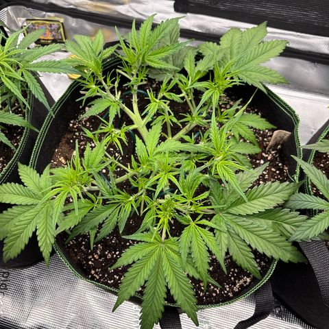 Jack 47 Auto 2 growlog timeline photo