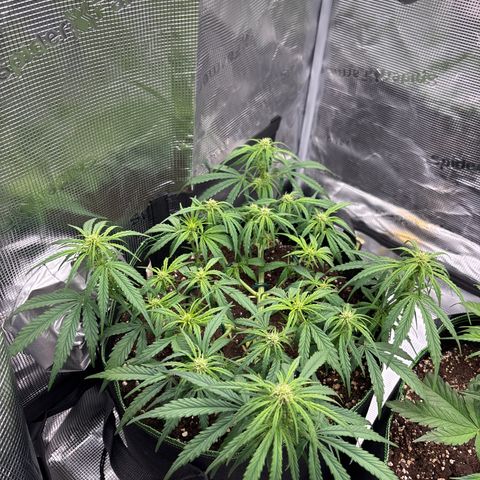 Jack 47 Auto 1 growlog timeline photo