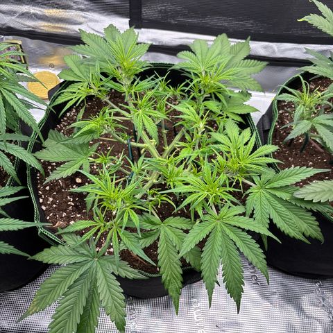 Jack 47 Auto 2 growlog timeline photo