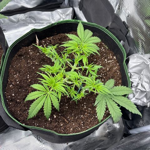 Mix 4 growlog timeline photo