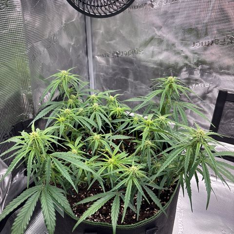Jack 47 Auto 1 growlog timeline photo