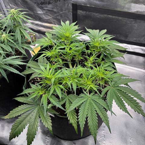 Jack 47 Auto 2 growlog timeline photo