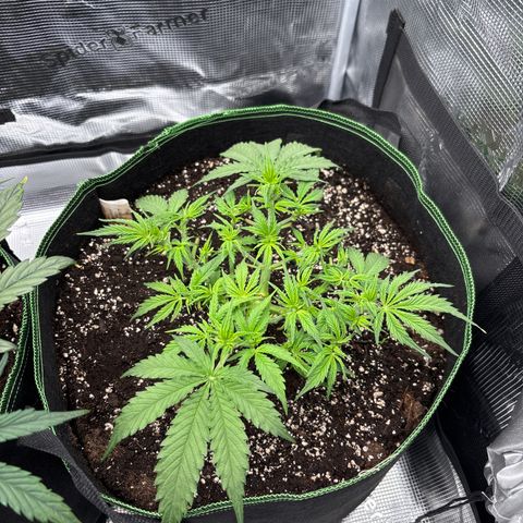 Mix 4 growlog timeline photo