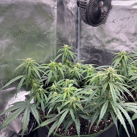 Jack 47 Auto 1 growlog timeline photo