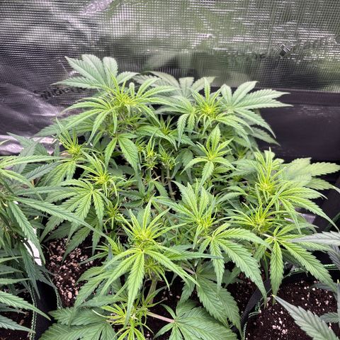 Jack 47 Auto 2 growlog timeline photo