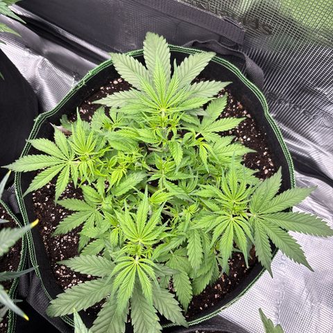 Mix 4 growlog timeline photo