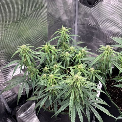 Jack 47 Auto 1 growlog timeline photo