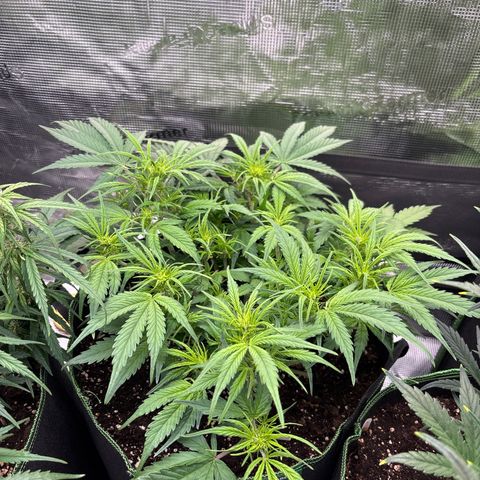 Jack 47 Auto 2 growlog timeline photo
