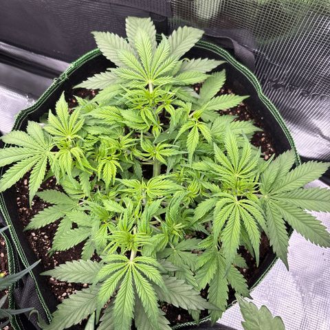 Mix 4 growlog timeline photo