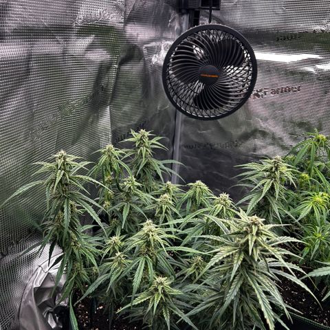 Jack 47 Auto 1 growlog timeline photo