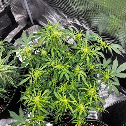 Jack 47 Auto 2 growlog timeline photo