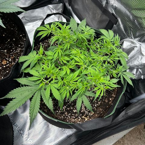 Mix 4 growlog timeline photo