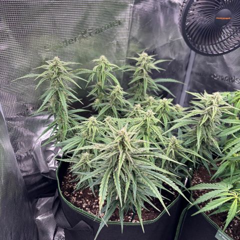 Jack 47 Auto 1 growlog timeline photo