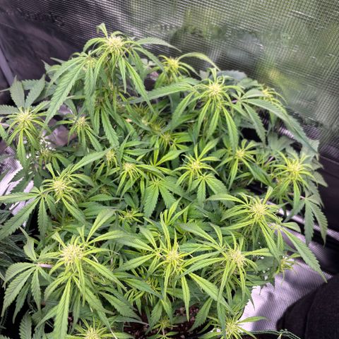 Jack 47 Auto 2 growlog timeline photo