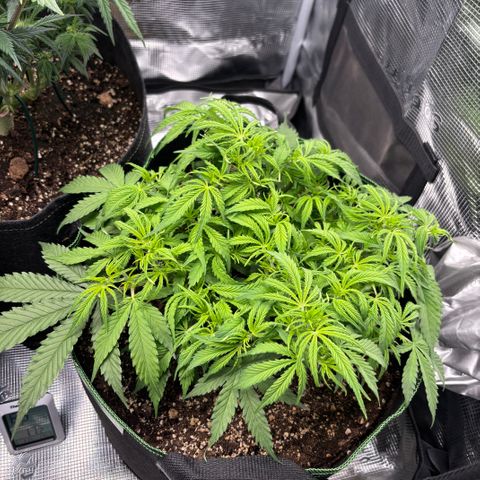 Mix 4 growlog timeline photo