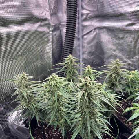 Jack 47 Auto 1 growlog timeline photo