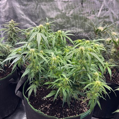 Jack 47 Auto 2 growlog timeline photo