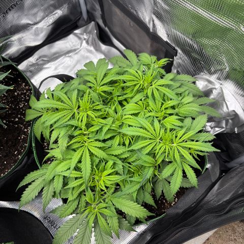 Mix 4 growlog timeline photo