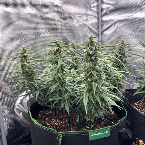 Jack 47 Auto 1 growlog timeline photo