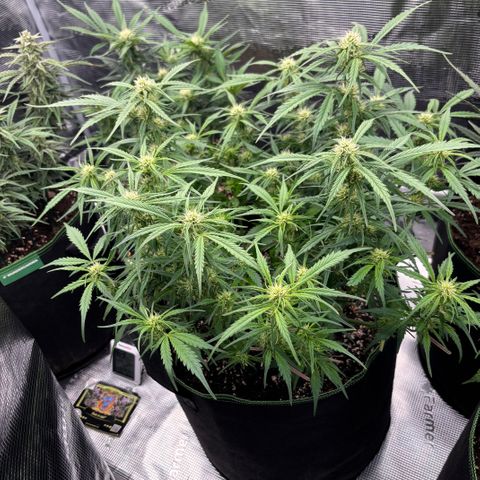 Jack 47 Auto 2 growlog timeline photo