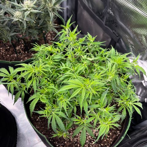 Mix 4 growlog timeline photo