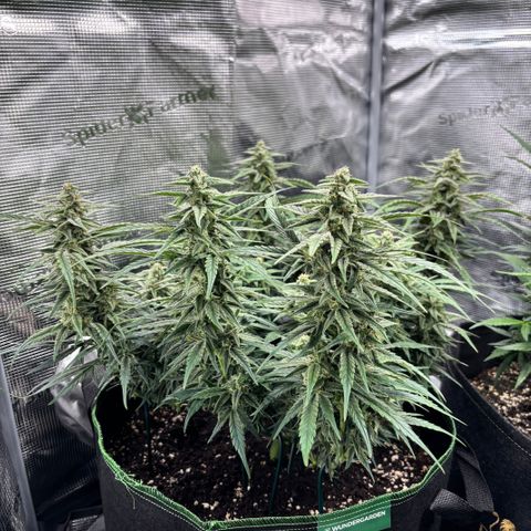 Jack 47 Auto 1 growlog timeline photo