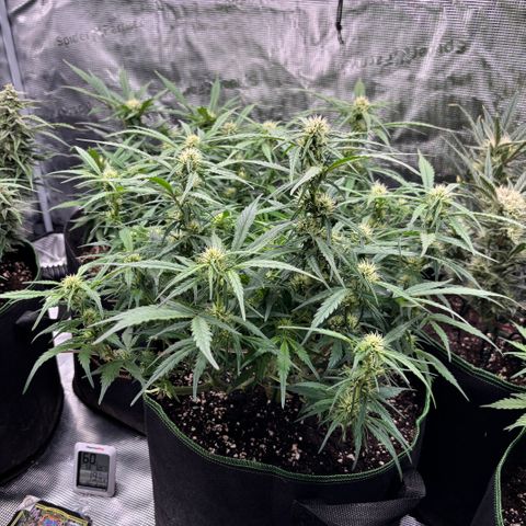 Jack 47 Auto 2 growlog timeline photo